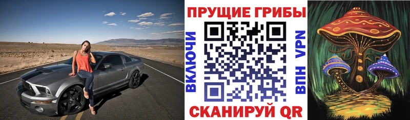 где продают наркотики  Навашино  гидра ссылка  Галлюциногенные грибы Psilocybe 